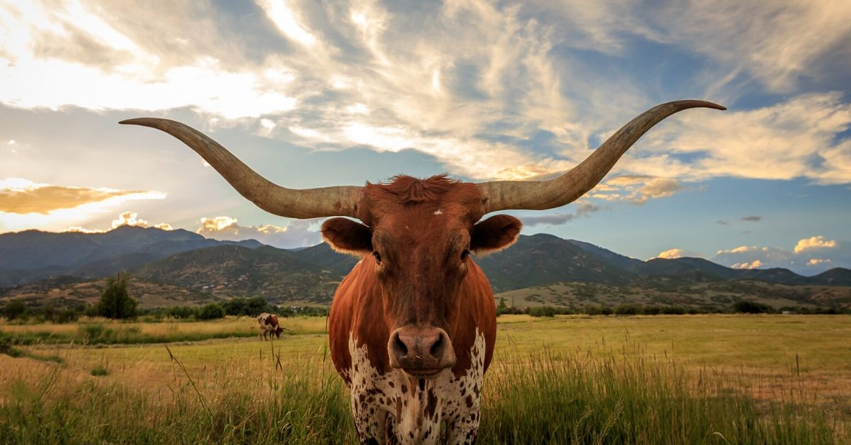 Texas Longhorn
